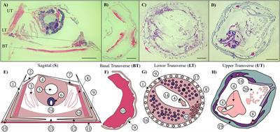 Distribution of Select Cement Proteins in the Acorn Barnacle Amphibalanus amphitrite